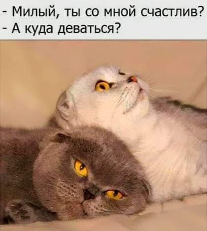 Милый ты со мной счастлив А куда деваться