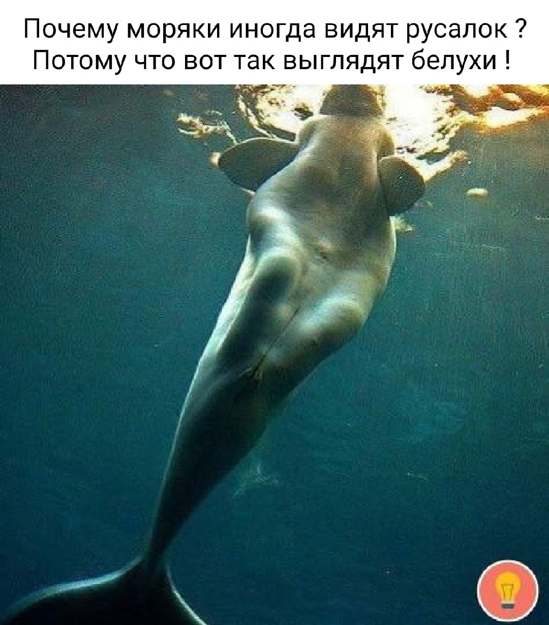 Почему моряки иногда видят русалок Потому что вот так выглядят белухи