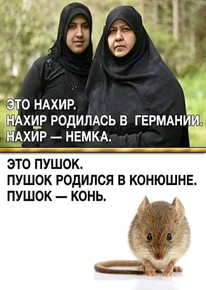 ЭТО ПУШОК ПУШОК РОДИЛСЯ В КОНЮШНЕ ПУШОК КОНЬ