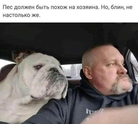 Пес допжен быть похож на хозяина Но блин не НЗСТОПЬКО же