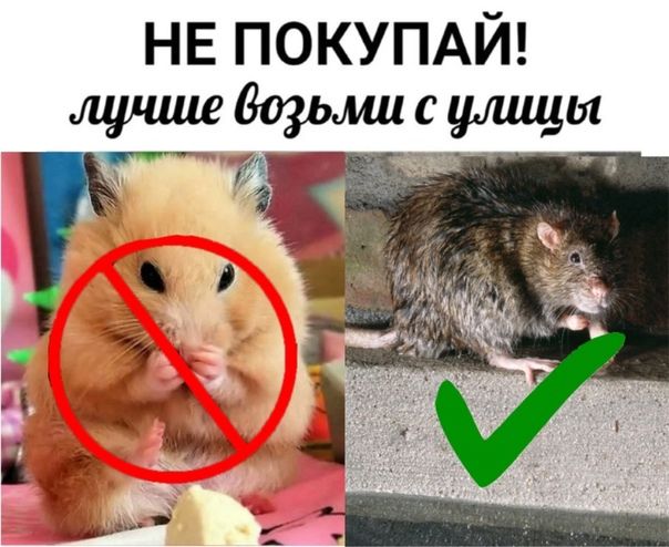 НЕ ПОКУПАЙ Ст