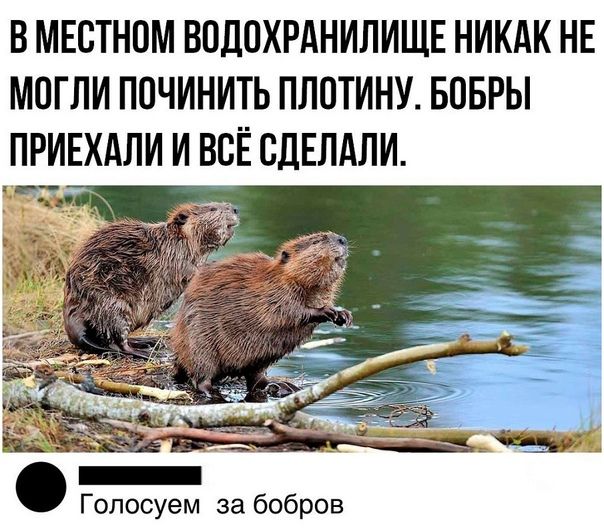 В МЕСТНОМ ВПДОХРАНИЛИЩЕ НИКАК НЕ МОГЛИ ПОЧИНИТЬ ПЛОТИНУ БОБРЫ ПРИЕХАЛИ И ВСЁ СДЕЛАЛИ ХНУ Голосуем за бобров