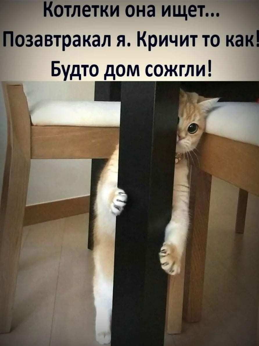 Котлетки она ищет озавтракал я Кричит то ка _ Будто дом сожгли