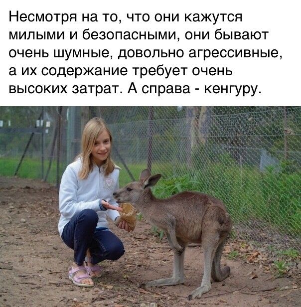 Несмотря на ТО ЧТО ОНИ КЗЖУТСЯ МИЛЫМИ И безопасными ОНИ бЫВЗЮТ ОЧЭНЬ ШУМНЫЭ ДОВОЛЬНО ЭГРЭССИВНЫЭ а их содержание требует очень высоких затрат А справа кенгуру