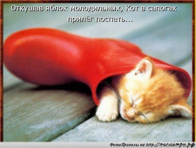 ОГКУШЭЗ ЯБЛОК МОЛОДИЛЬНЫХ КОТ В СЕЛПОГЭХ ПрИЛЁГ ГЮСПЫТЬ