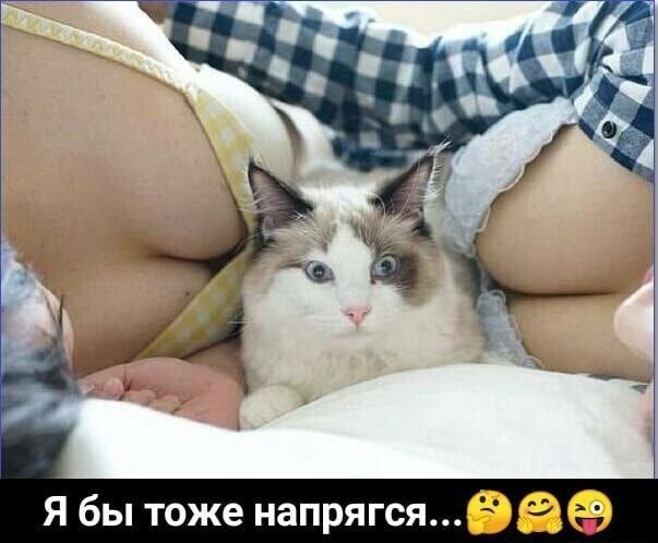 Я бы тоже напрягсявае
