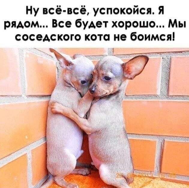 Ну всё всё успокойся Я рядом Все будет хорошо Мы соседского кота не боимся