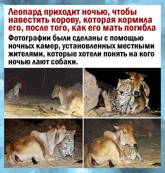 ль _ Аеопард приходит ночью чтобы навестить КОРОВУ которая кормила его после ТОГО как его мать погибла Фотографии были сделаны с помощью ночных камер установленных местными жителями которые хотели понять на кого ночью лают собаки
