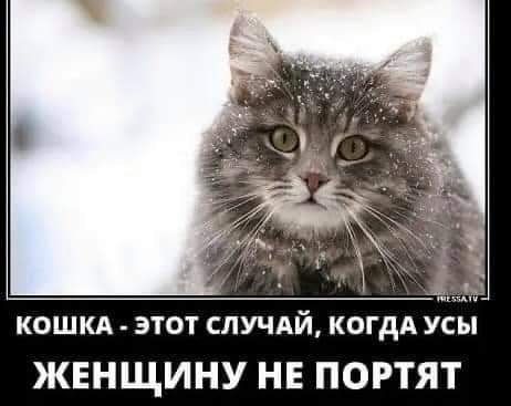 КОШКА ЭТОТ СЛУЧАЙ КОГДА УСЫ ЖЕНЩИНУ НЕ ПОРТЯТ
