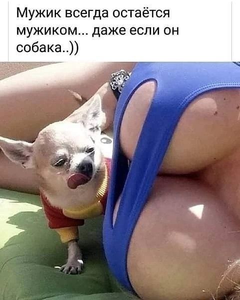 Мужик всегда остаётся мужиком даже если он собака