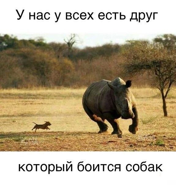 У нас у всех есть друг который боится собак