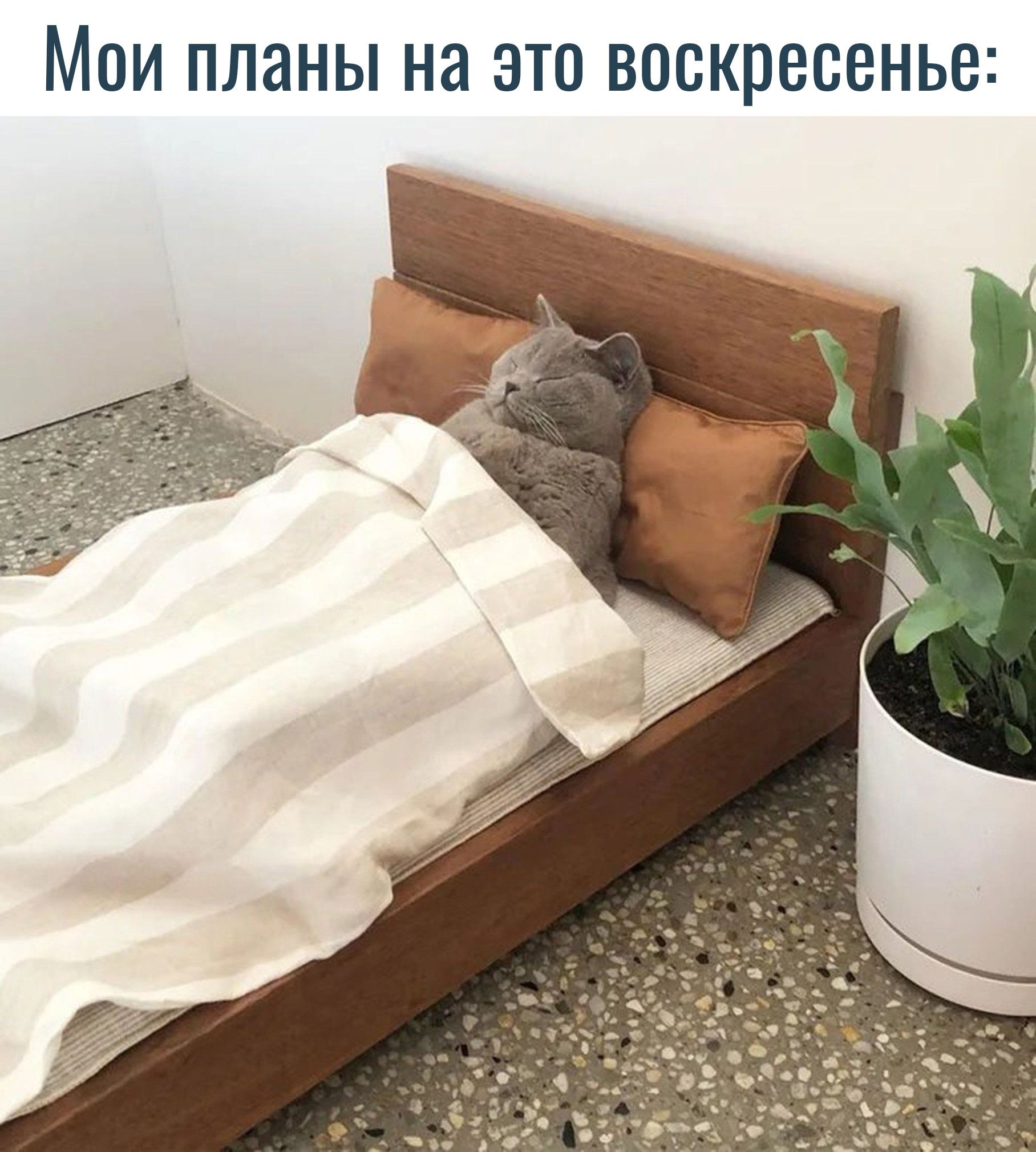 Мои планы на это воскресенье