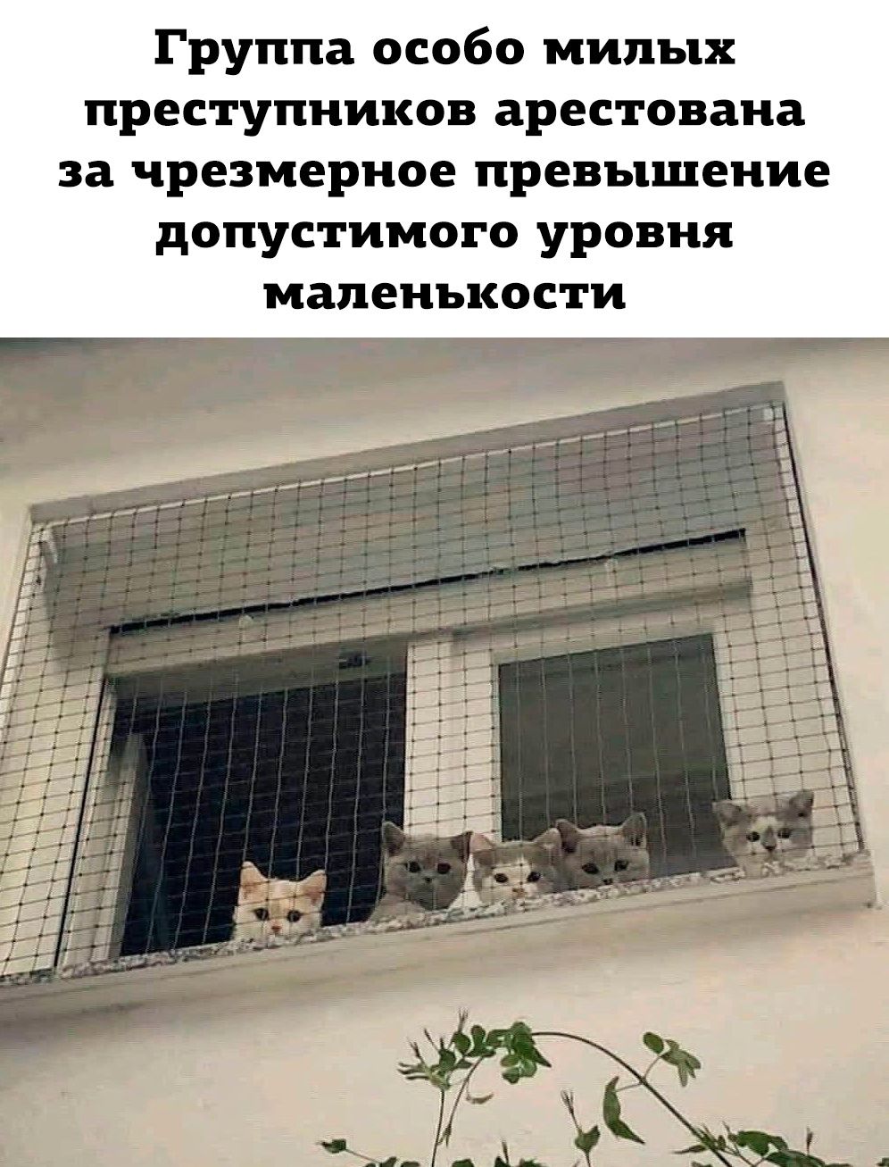 Группа особо милых преступников арестована за чрезмерное превышение допустимого уровня мапенъкости
