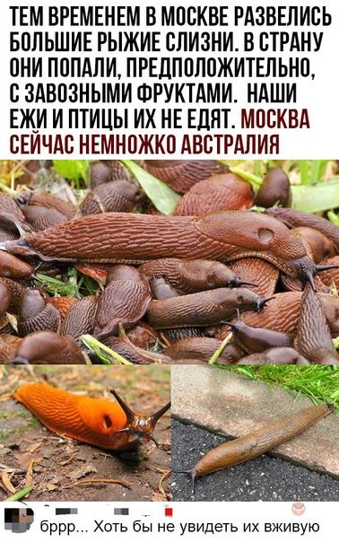 ТЕМ ВРЕМЕНЕМ В МОСКВЕ РАЗВЕПИОЬ БОЛЬШИЕ РЫЖИЕ ОЛИЗНИ В СТРАНУ ОНИ ПОПАЛИ ПРЕДПОЛОЖИТЕПЬНО О ЗАВОЗНЫМИ ФРУКТАМИ НАШИ ЕЖИ И ПТИЦЫ ИХ НЕ ЕЛНТ МОСКВА ОЕИЧАО НЕМНОЖКО АВОТРАЛИН бррр Хоть бы не увидеть их вживую
