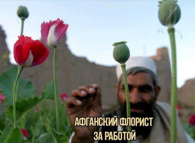 ДШГАНСКИЙ ШЛВРИСТ ЗД РДБОТПЙ