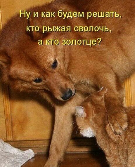 Ну и как будем решать кто рыжая сволочь _