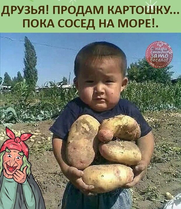 ДРУЗЬЯ ПРОДАМ КАРТОШКУ ПОКА СОСЕД НА МОРЕ