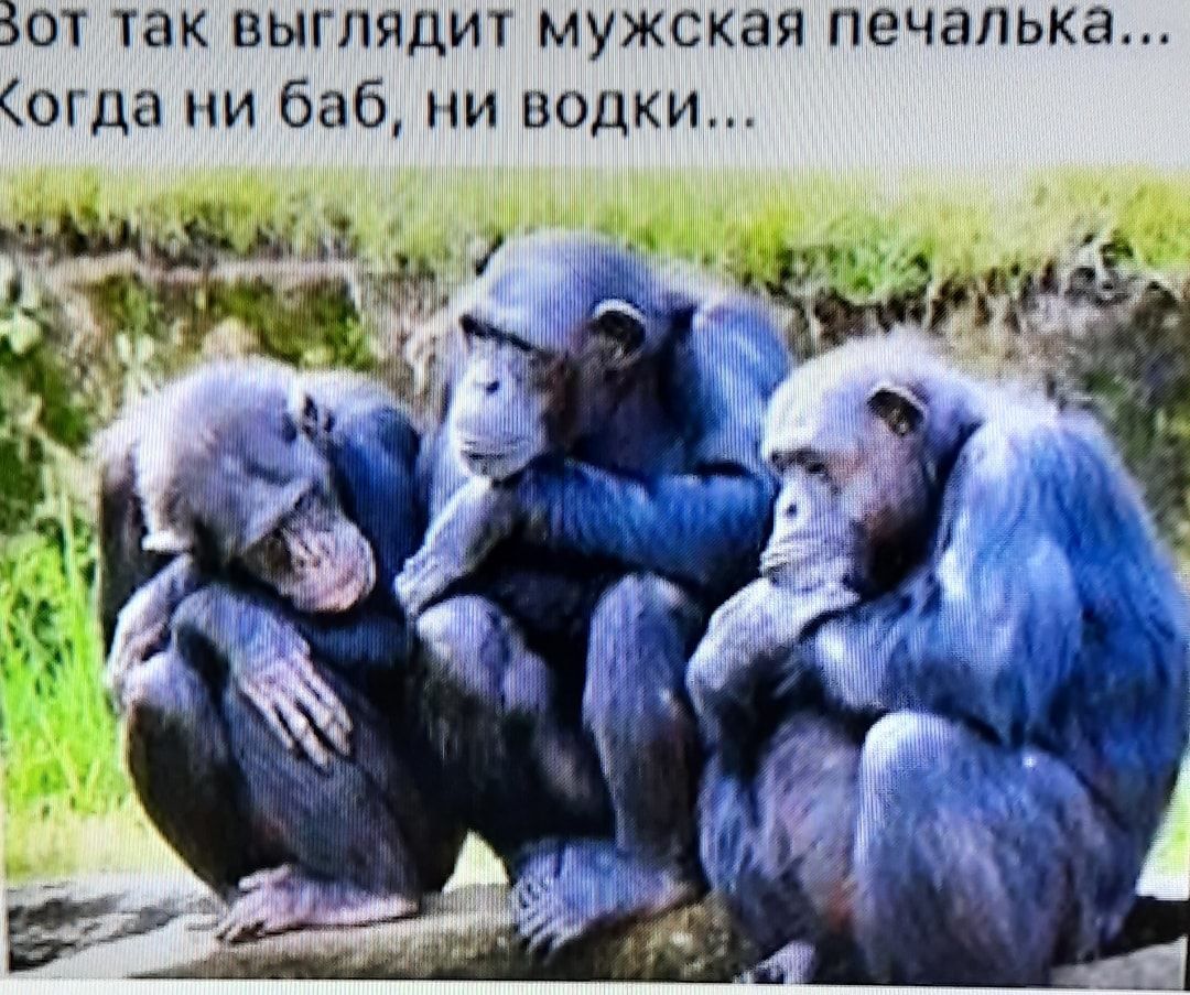 Зот так выглядит мужская печалька огда ни баб ми водки 1