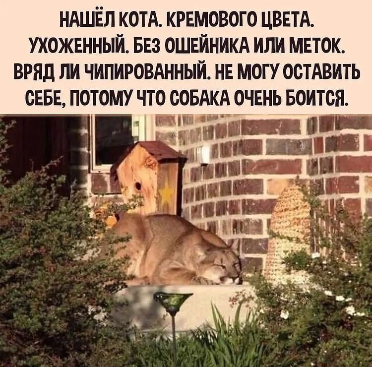 НАШЁЛ КОТА кремового ЦВЕТА ухоженный ыез ОШЕЙНИКА или меток вряд ли чипиромнный нв могу остАвить сввв потому что СОБАКА очень Боится _ Жди Ш Щ