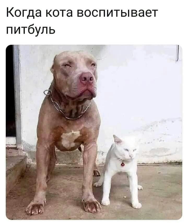 Когда кота воспитывает питбуль