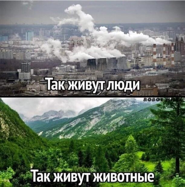 ЁЁ Так ЖИВУТ ЖИВОТНЫЕ _