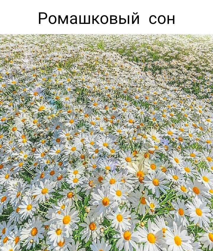 Ромашковый сон