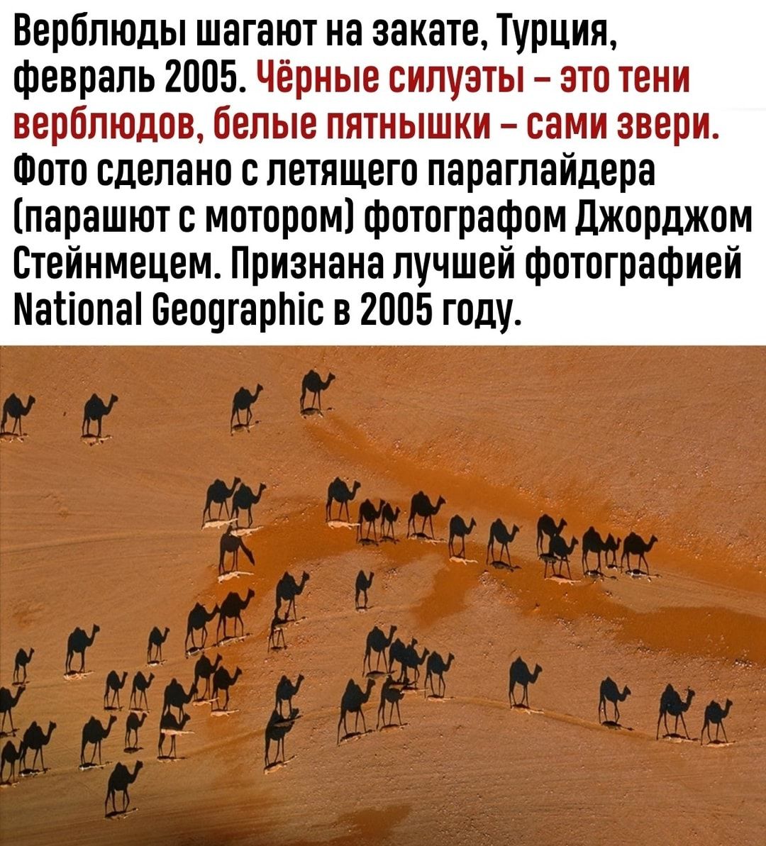 Верблюды шагают на закате Турция февраль 2005 щ ттш из ой м а ШШ т Т Фото сделано Е летящего параглайдера парашют с мотором фотографом Джорджом Стейнмецем Признана лучшей фотографией Матіопаі Беоогартс в 2005 году