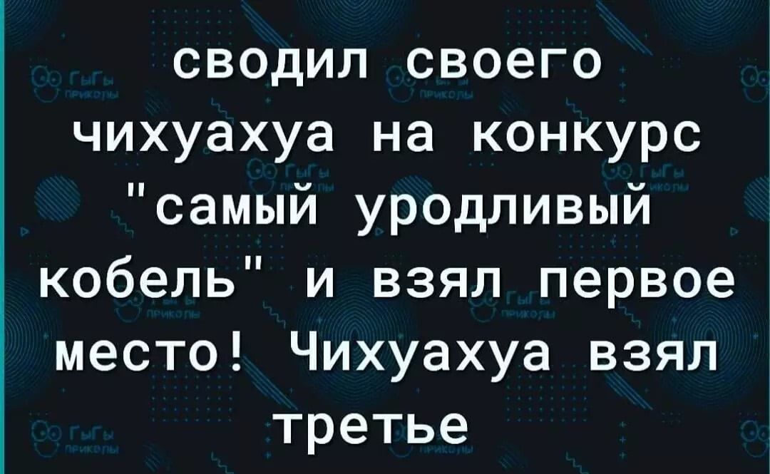 сводил своего чихуахуа на конкурс самый уродливый кобель и взял первое место Чихуахуа взял третье