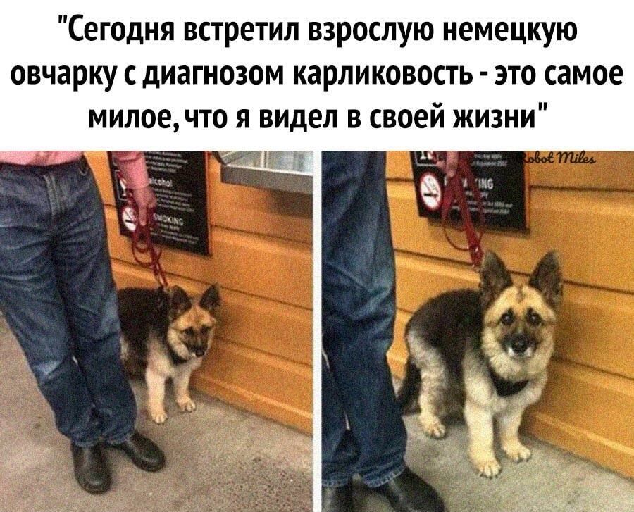 Сегодня встретил взрослую немецкую овчарку с диагнозом карликовость это самое милое что я змеи в своей жизни