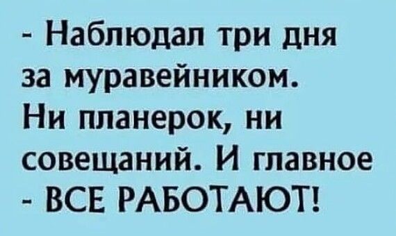 Наблюдал три дня за муравейником Ни планерок ни совещаний И главное ВСЕ РАБОТАЮТ