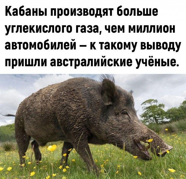 Кабаны производят больше углекислого газа чем миллион автомобилей к такому выводу пришли австралийские учёные
