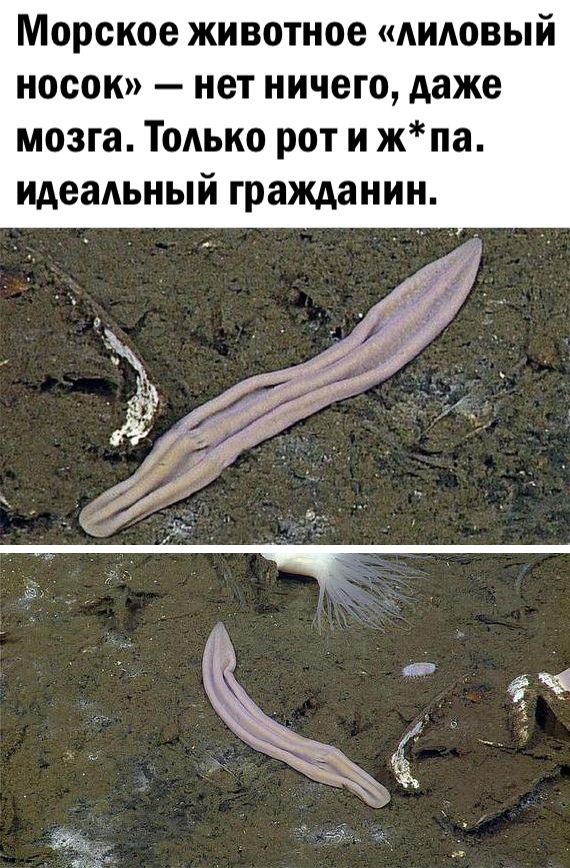 Морское животное лиловый носок нет ничего даже мозга Только рот и жпа идеальный гражданин