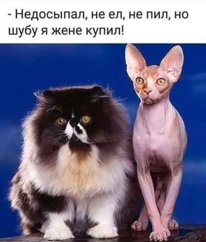 Недосыпал не ел не пил но шубу я жене купил