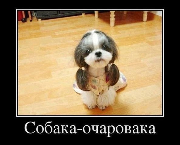Собака очаровака