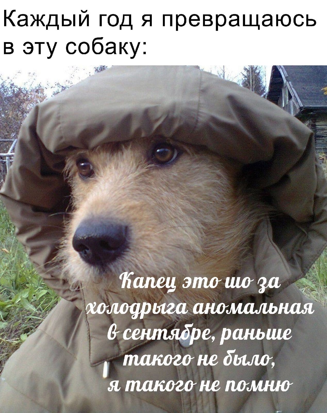 Каждый ГОД я превращаюсь в эту собаку