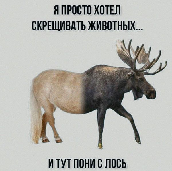 Я ПРОСТО ХПТЕЛ СКРЕЩИВАТЬ ЖИВОТНЫХ И ТУТ ППНИ С ЛОВЬ