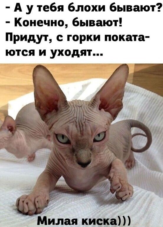 А у тебя блохи бывают Конечно бывают Придут с горки поката ются и уходят Милая киска