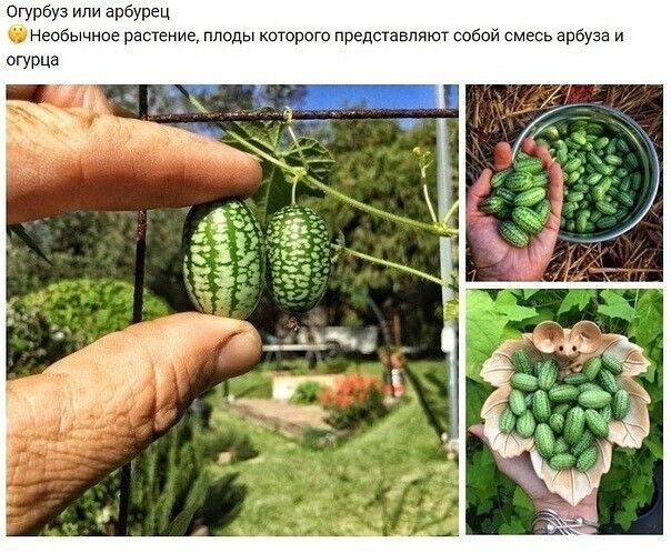 Огурбуз или арбурец Несбычное растение ппвды киторого представляют собой арбуза и огурца Г