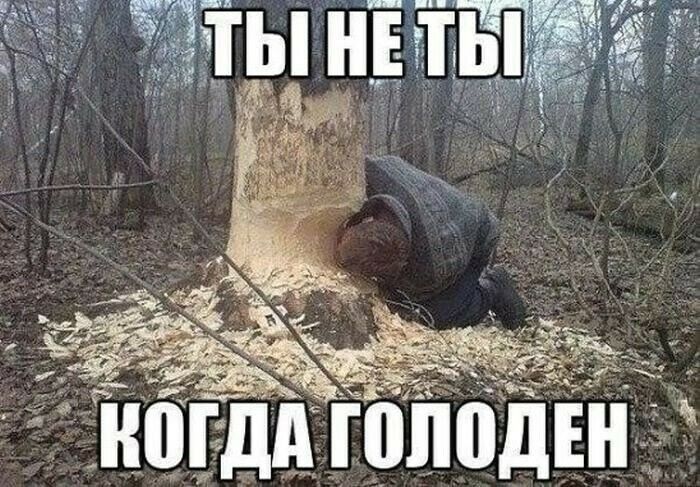2 нпгдд толоден