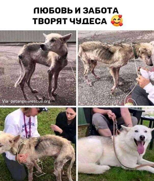 пювовь и ЗАБОТА творят чндесА