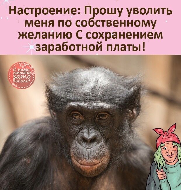 Настроение Прошу уволить меня по собственному желанию С сохранением заработной платы 4