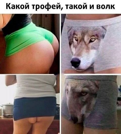 Какой трофей такой и волк
