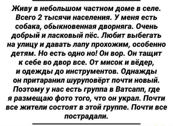 Живу в небольшом частном доме в селе Всего 2 тысячи населения У меня есть собака обыкновенная дворняга Очень добрый и ласковый пёс Любит выбегать на улицу и давать лапу прохожим особенно детям Но есть одно но Он вор Он тащит к себе во двор все От мисок и вёдер и одежды до инструментов Однажды он притаранил шуруповёрт почти новый Поэтому у нас есть группа в Ватсапп где я размещаю фото того что он у