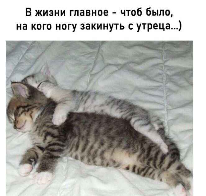В жизни главное чтоб было на кого ногу закинуть с утреца