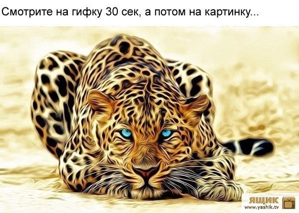 Смотрите на гифку 30 сек а потом на картинку