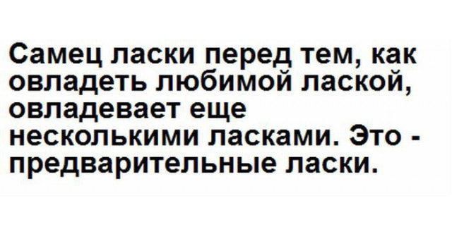 Самец ласки перед тем как овладеть любимой лаской овладевает еще несколькими ласками Это предварительные ласки