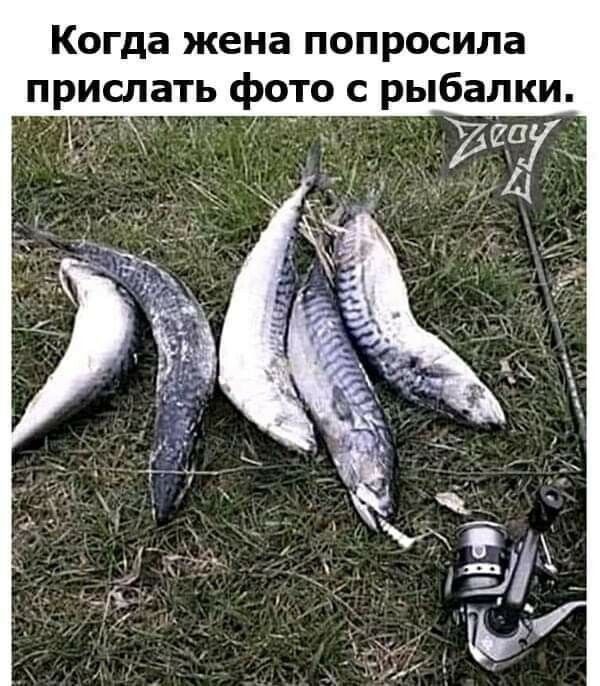 Когда жена попросила прислать фото с рыбал
