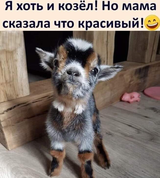 Я хоть и козёл Но мама сказала что красивый