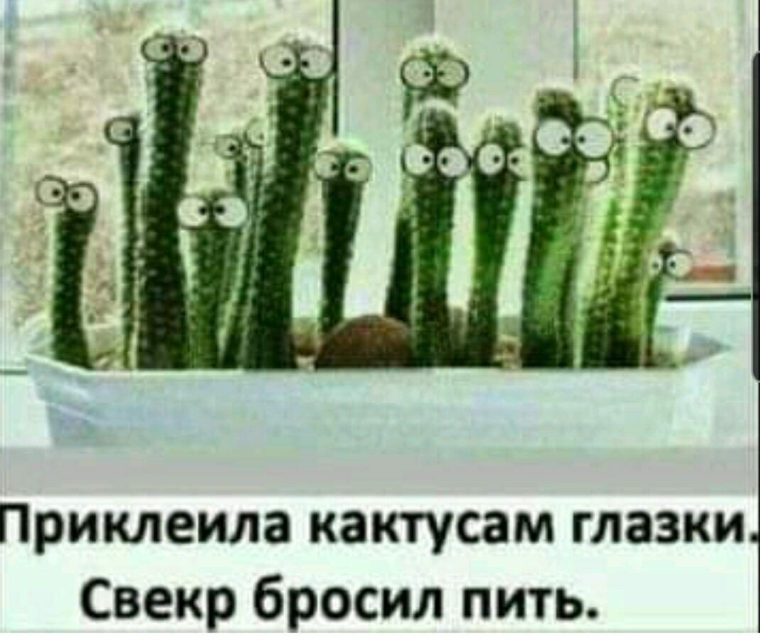 Приклеила кактусам глазки Свекр бросил пить