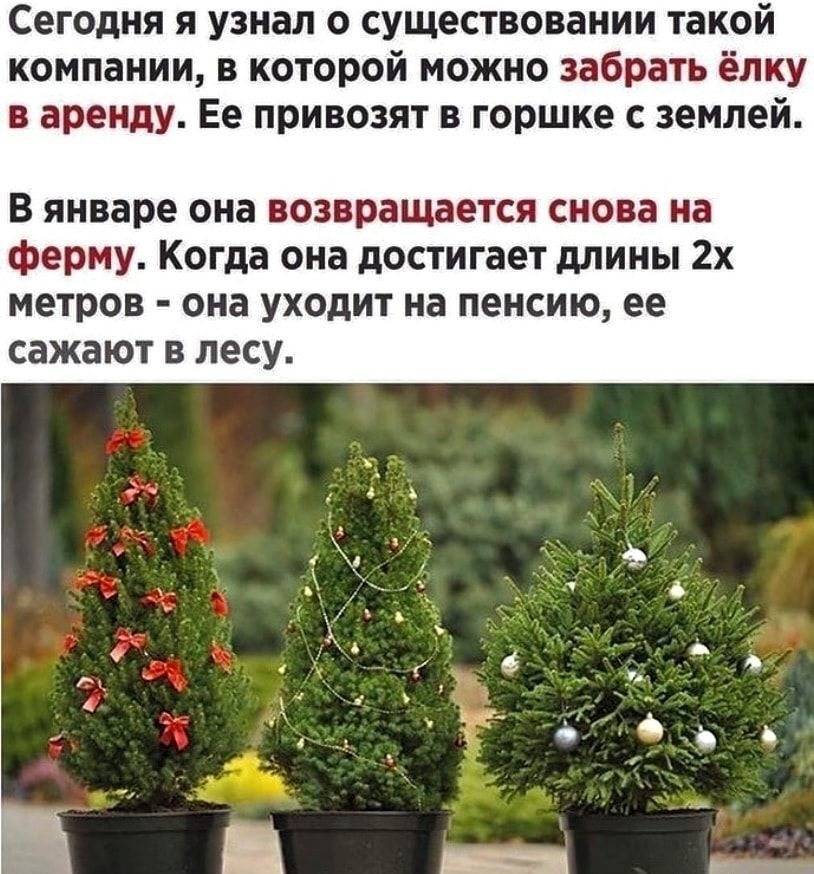Сегодня я узнал о существовании такой компании в которой можно забрать ёлку в аренду Ее привозят в горшке с землей В январе она возвращается снова на ферму Когда она достигает длины 2х метров она уходит на пенсию ее сажают в лесу